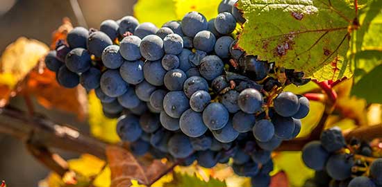 vin à bulles vernou sur brenne