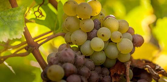 vin fruité vernou sur brenne